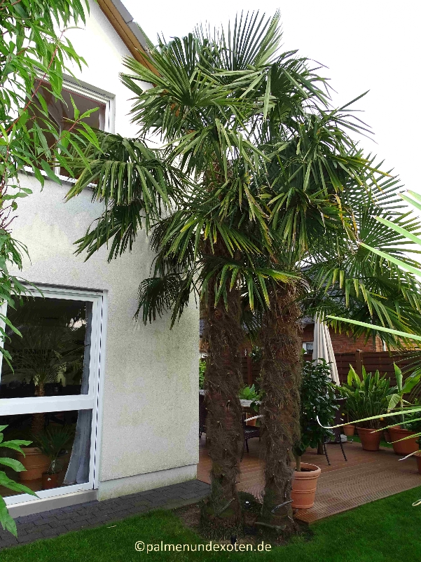 Trachycarpus fortunei 2021