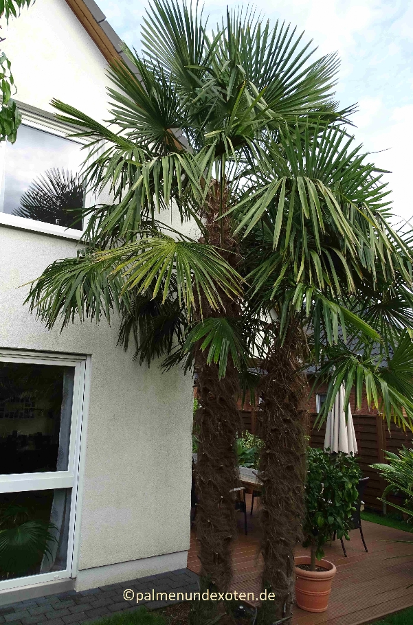 Trachycarpus fortunei 2022