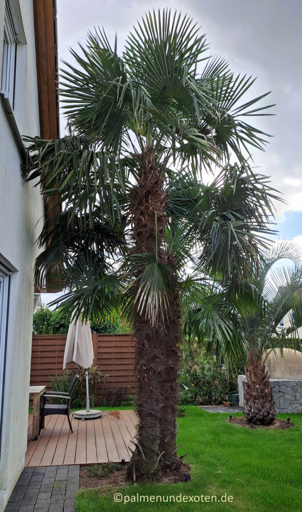 Trachycarpus fortunei 2023