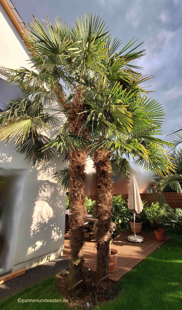 Trachycarpus fortunei 2024