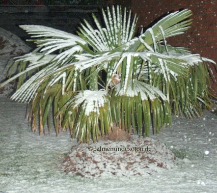 Trachcarpus fortunei im Schnee