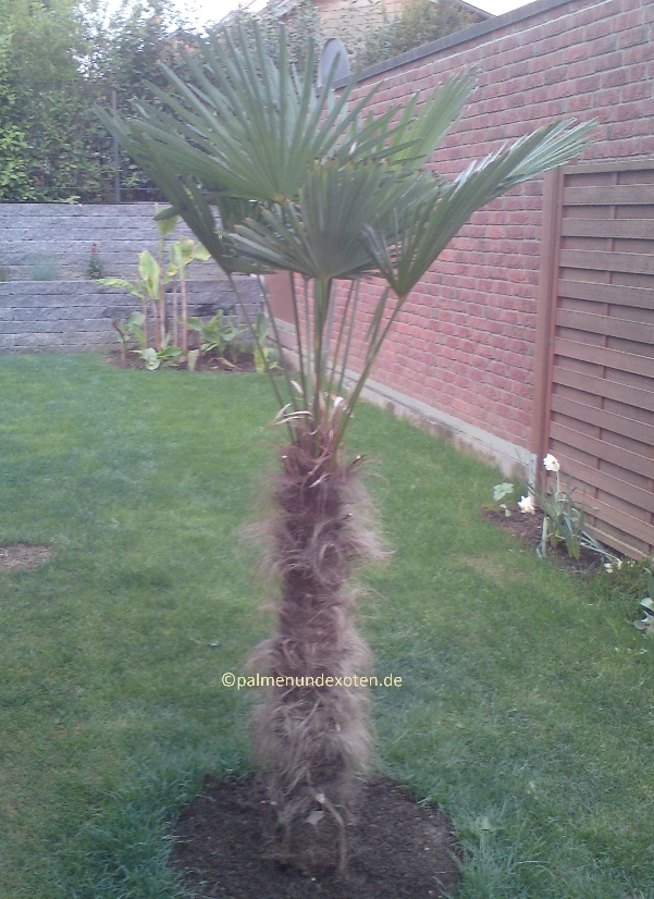 Trachycarpus wagnerianus