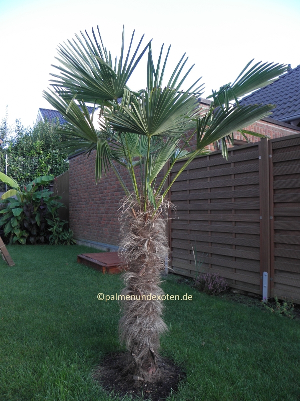 Trachycarpus wagnerianus
