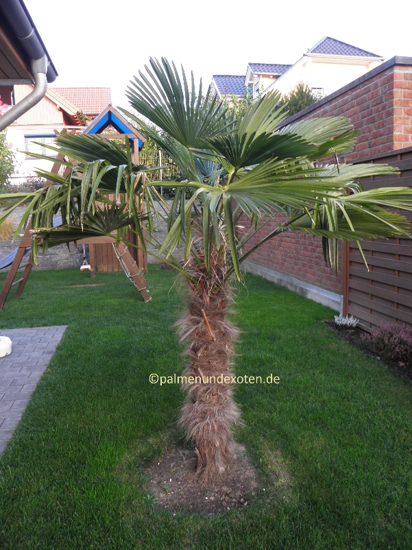 Trachycarpus wagnerianus