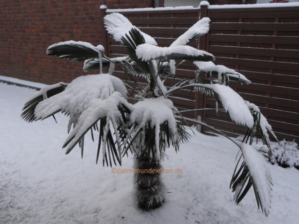 Trachycarpus wagnerianus Schnee
