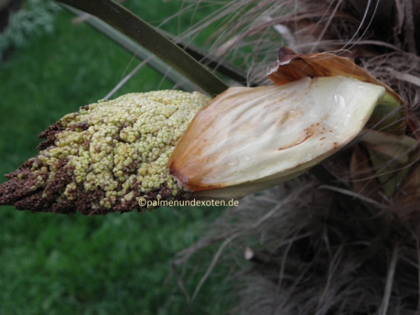 Trachycarpus wagnerianus