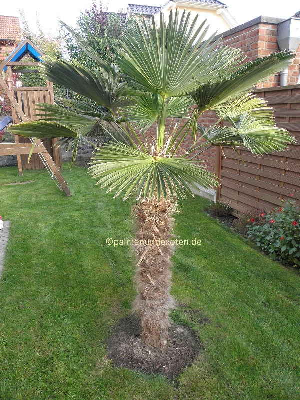 Trachycarpus wagnerianus