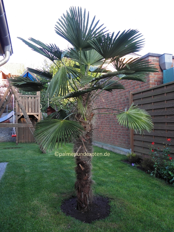 Trachycarpus wagnerianus