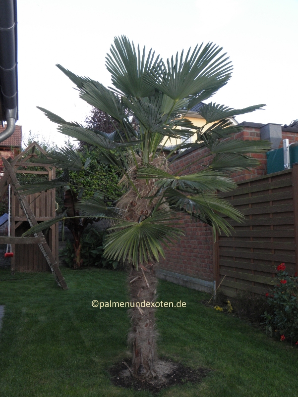 Trachycarpus wagnerianus