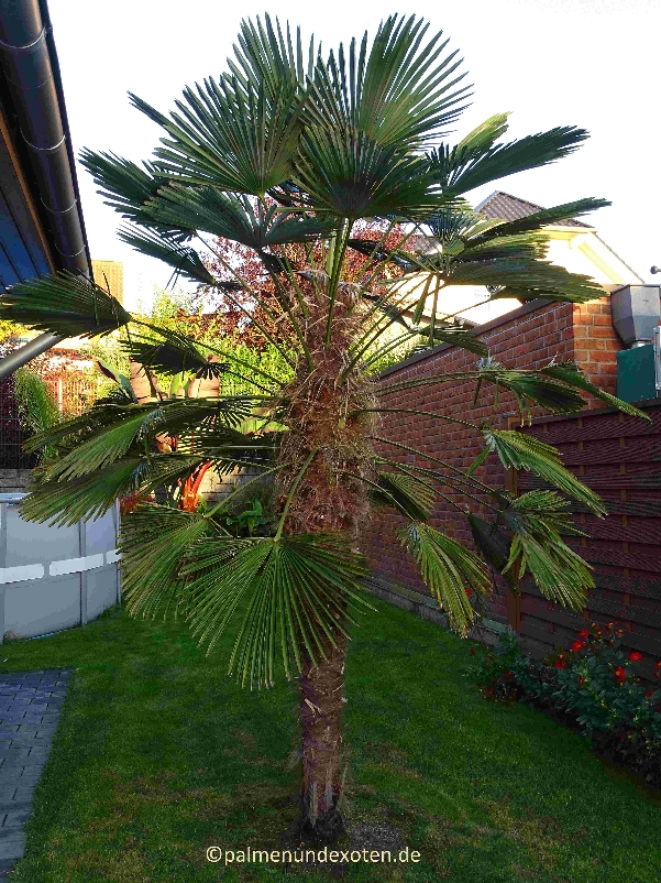 Trachycarpus wagnerianus