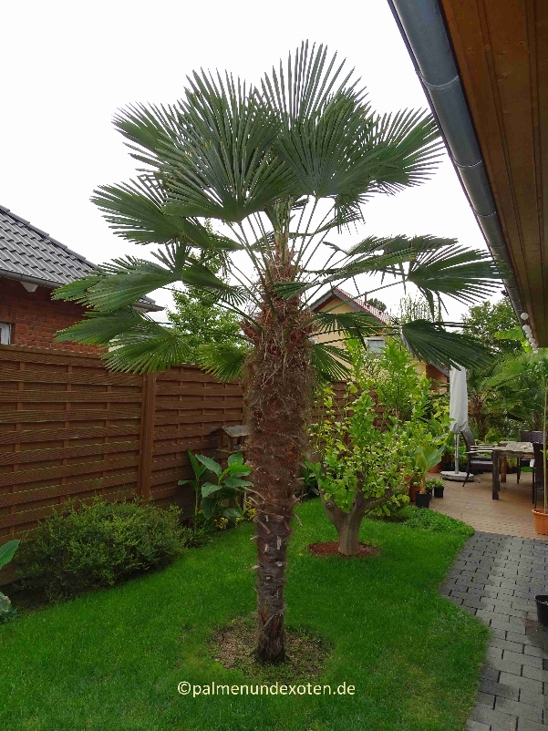 Trachycarpus wagnerianus