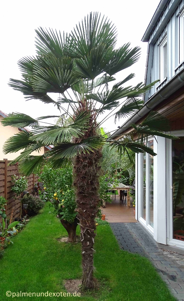Trachycarpus wagnerianus
