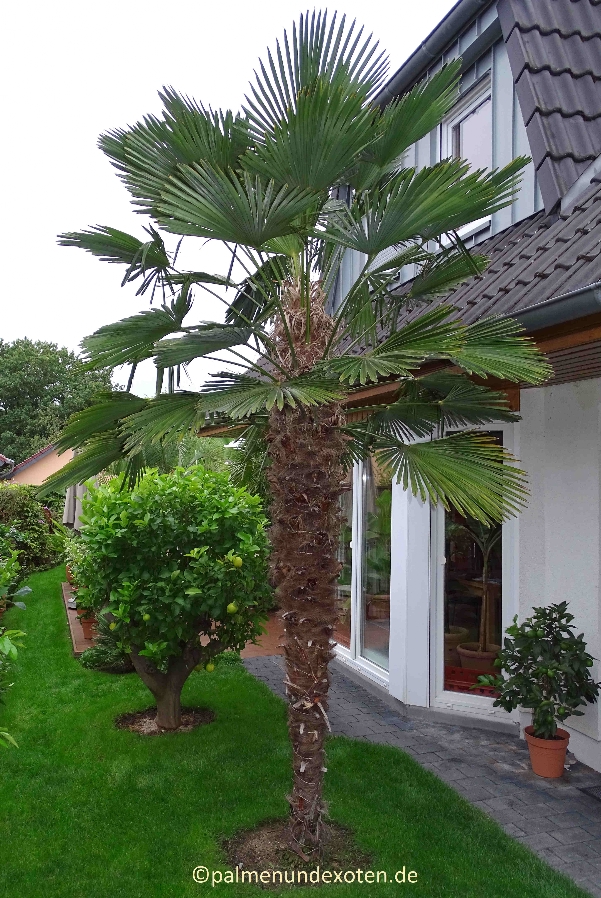 Trachycarpus wagnerianus
