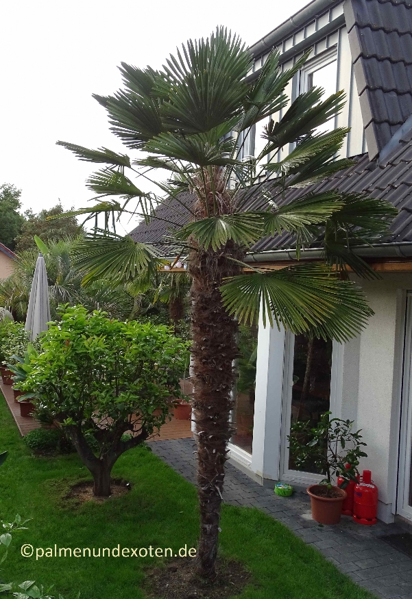 Trachycarpus wagnerianus