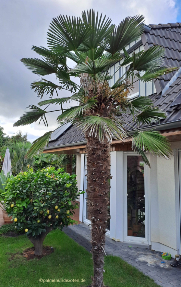Trachycarpus wagnerianus
