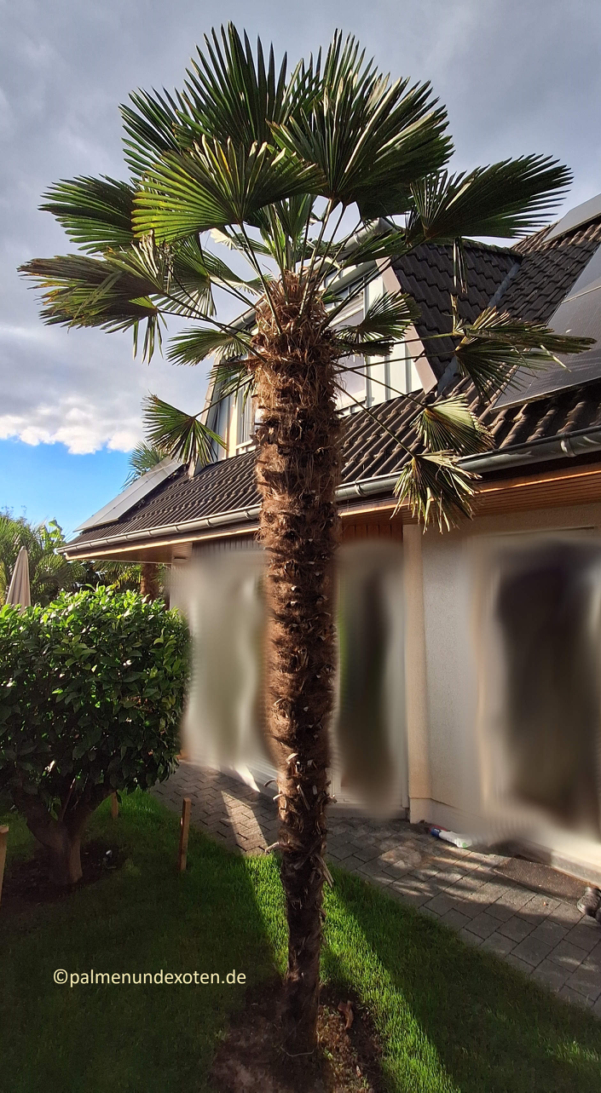 Trachycarpus wagnerianus
