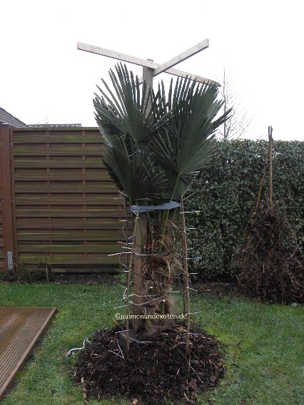 Winterschutz Trachycarpus