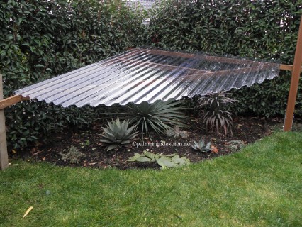 Yucca, Agave Winterschutz